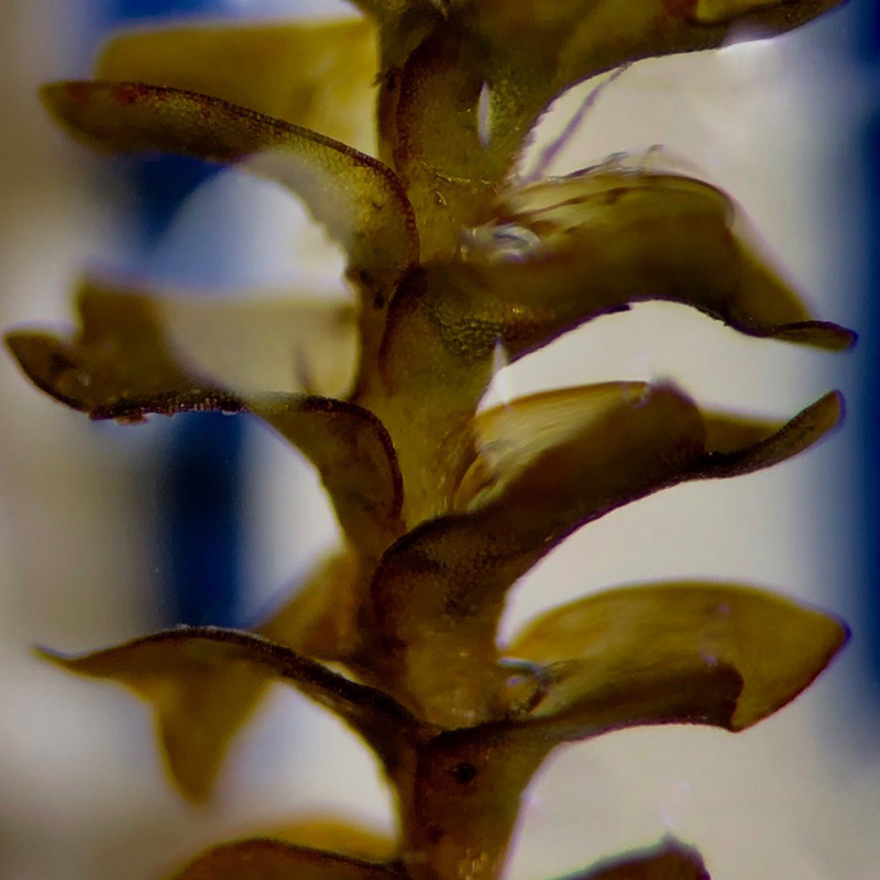 Marsupella sphacelata